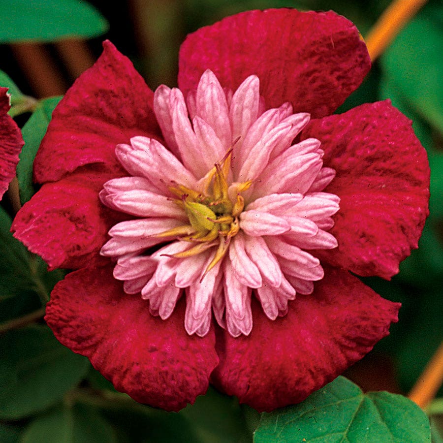 Avant-Garde™ Clematis