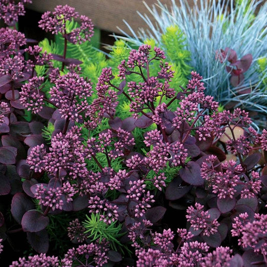 SunSparkler® Cherry Tart Sedum