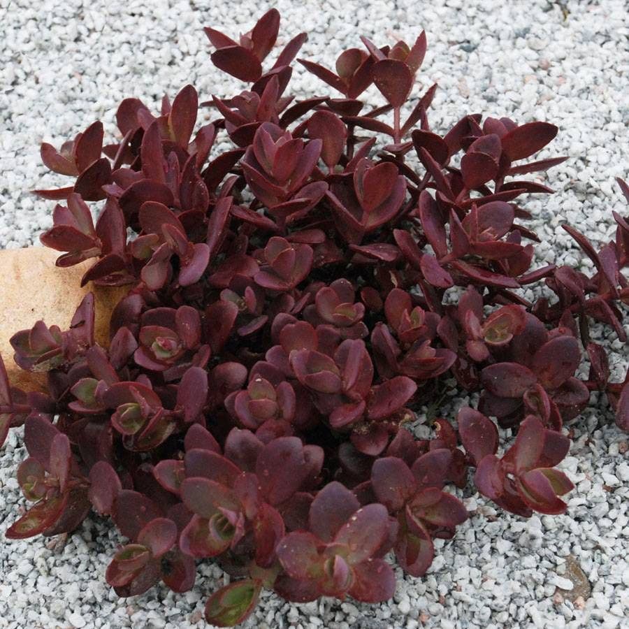 SunSparkler® Cherry Tart Sedum