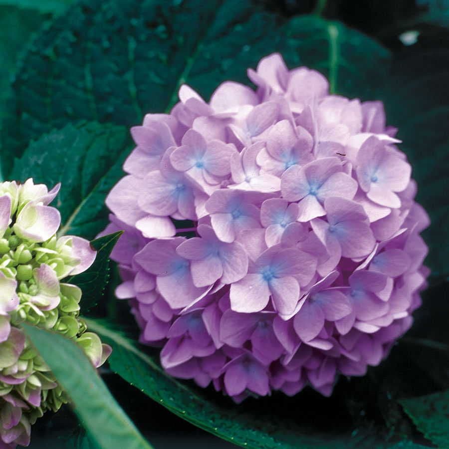Endless Summer® Hydrangea