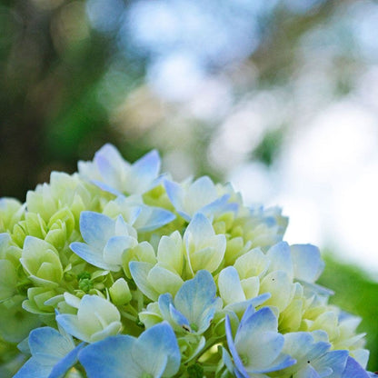 Endless Summer® Hydrangea