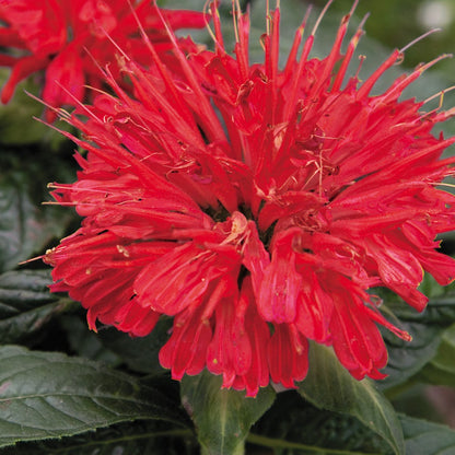 Gardenview Scarlet Bee Balm