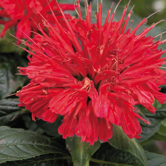 Gardenview Scarlet Bee Balm