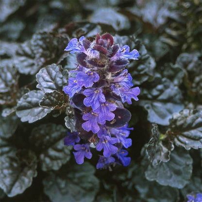 Black Scallop Bugleweed