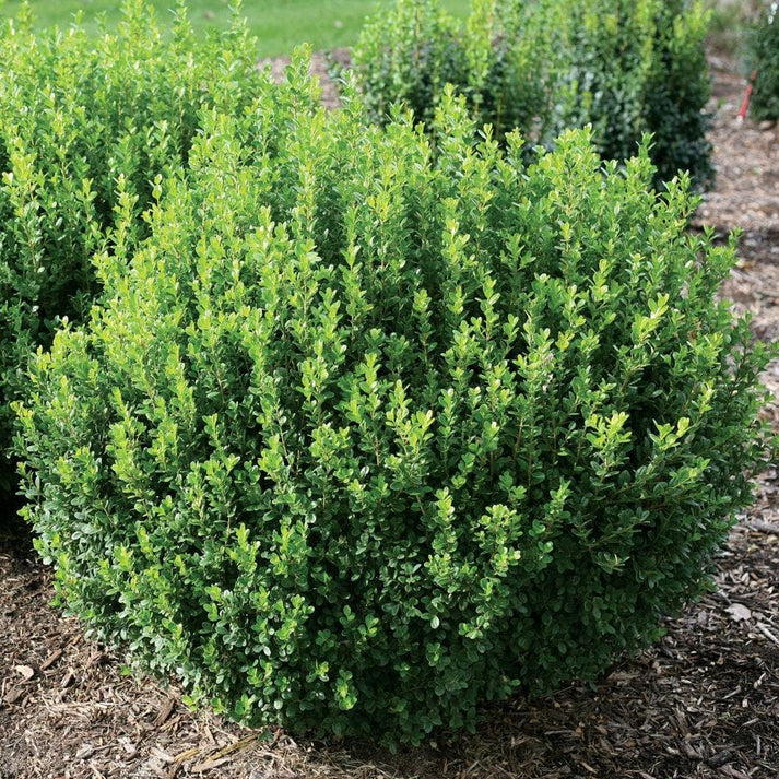 Buxus Sprinter® Boxwood – Park Seed