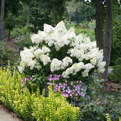 Hydrangea Bobo® Panicle Hydrangea