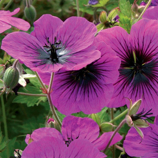 Geranium 'Dragon Heart'