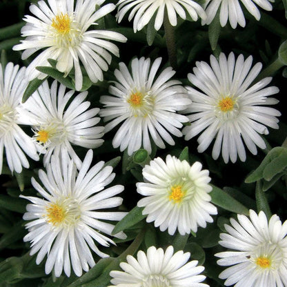 ladder plant seeds moonstone island Jewel of Desert Moonstone Iceplant – Park Seed