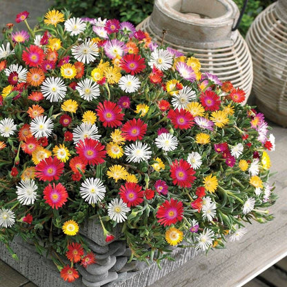 ladder plant seeds moonstone island Jewel of Desert Moonstone Iceplant – Park Seed