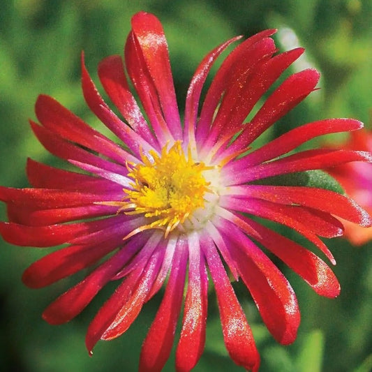 Delosperma 'Jewel of Desert Garnet'