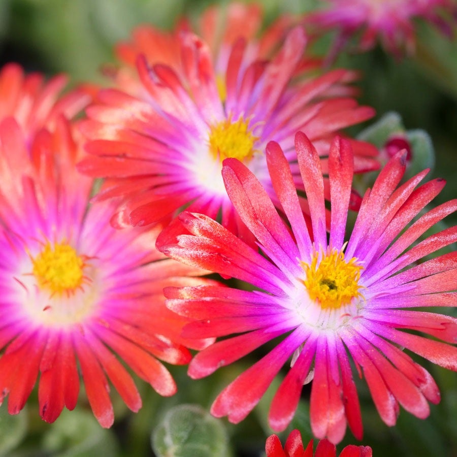 Delosperma 'Jewel of Desert Garnet'