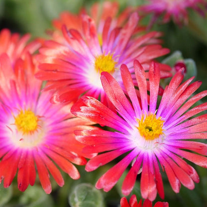 Delosperma 'Jewel of Desert Garnet'