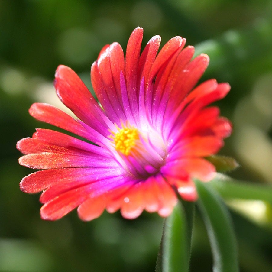 Delosperma 'Jewel of Desert Garnet'
