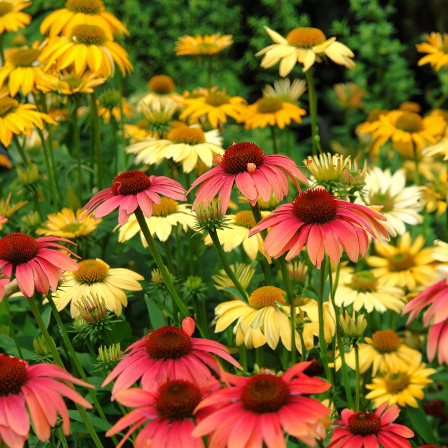 Echinacea 'Cheyenne Spirit' Mix