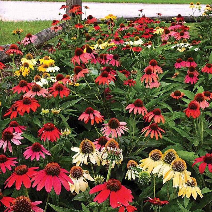 Echinacea 'Cheyenne Spirit' Mix