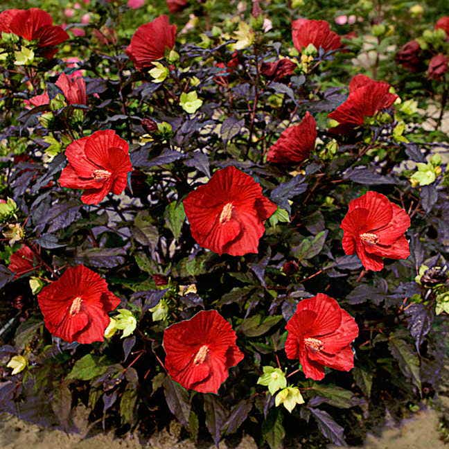 Hibiscus 'Midnight Marvel' Rose Mallow