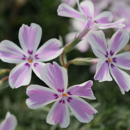 Phlox 'Candy Stripe' Creeping Phlox