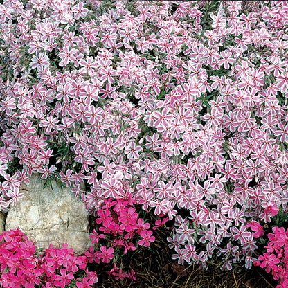 Phlox 'Candy Stripe' Creeping Phlox