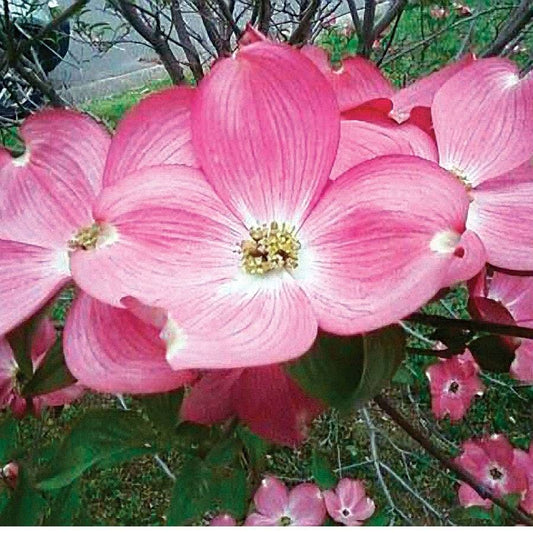 Cornus Red Pygmy®