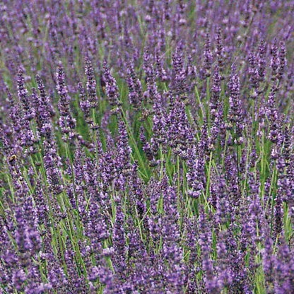Lavandula Phenomenal™