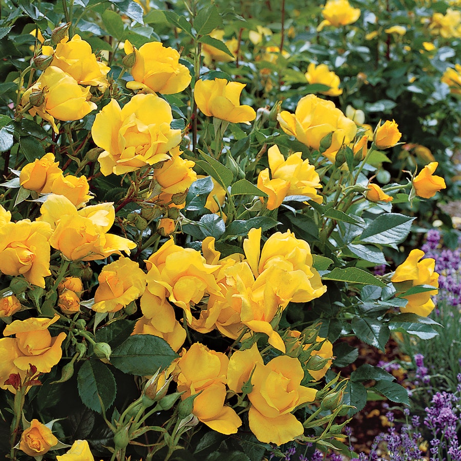 Yellow Simplicity Hedge Rose