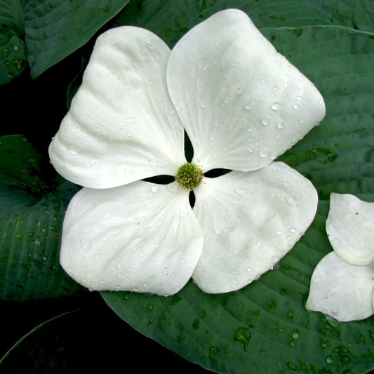 Venus® Dogwood