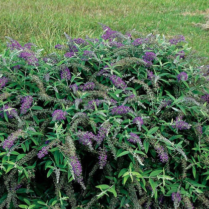 Buddleia Lo & Behold® Purple Haze