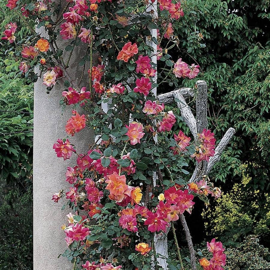 Joseph's Coat Climbing Rose