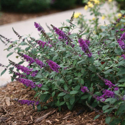 Buddleia Lo & Behold® 'Blue Chip Jr.'