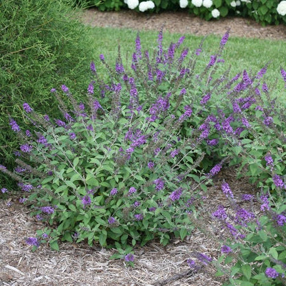 Buddleia Lo & Behold® 'Blue Chip Jr.'