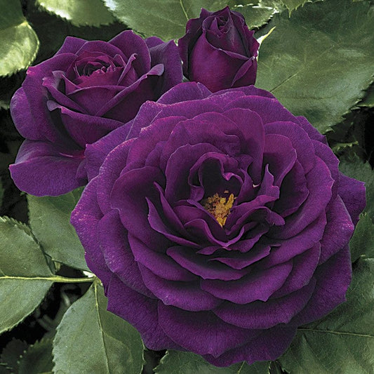 Ebb Tide™ Floribunda Rose