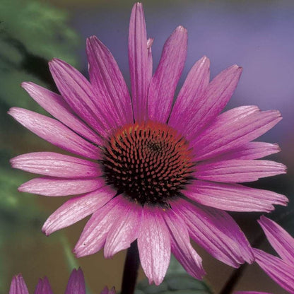 Echinacea 'Magnus' Coneflower