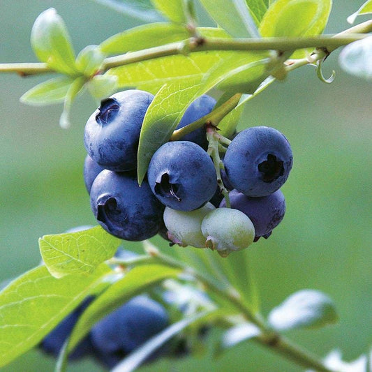 Vaccinium 'Tophat' Blueberry