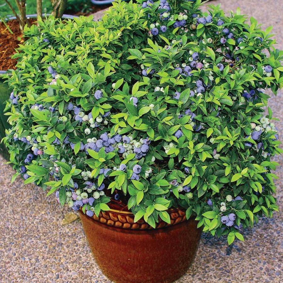Vaccinium 'Tophat' Blueberry
