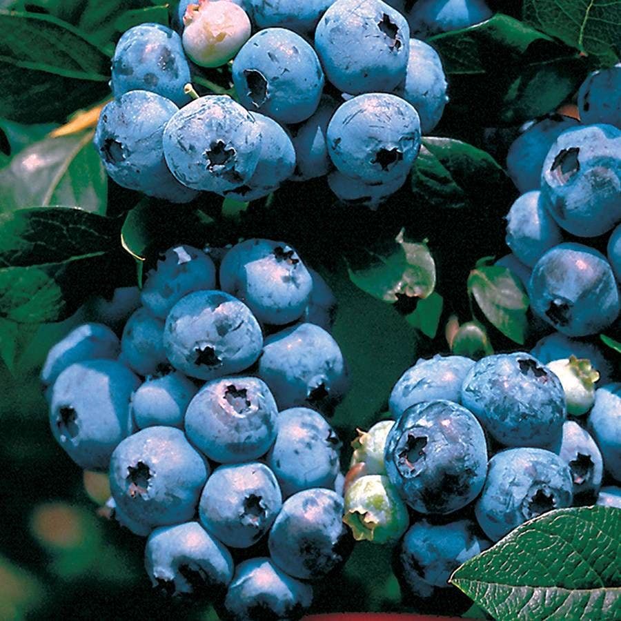 Vaccinium 'Tophat' Blueberry