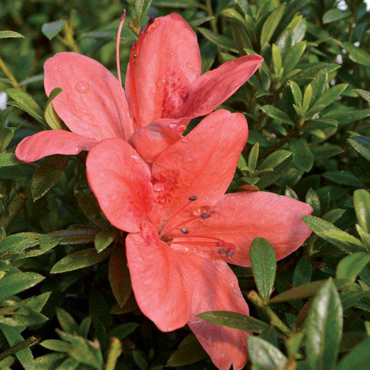 Azalea 'Flame Creeper'