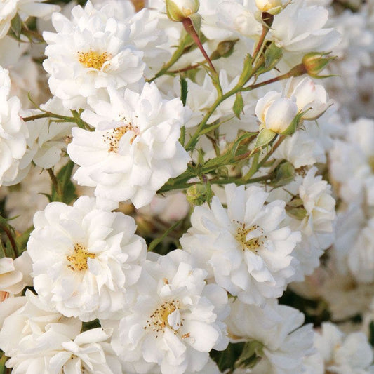 Wedding Dress® Ground Cover Rose
