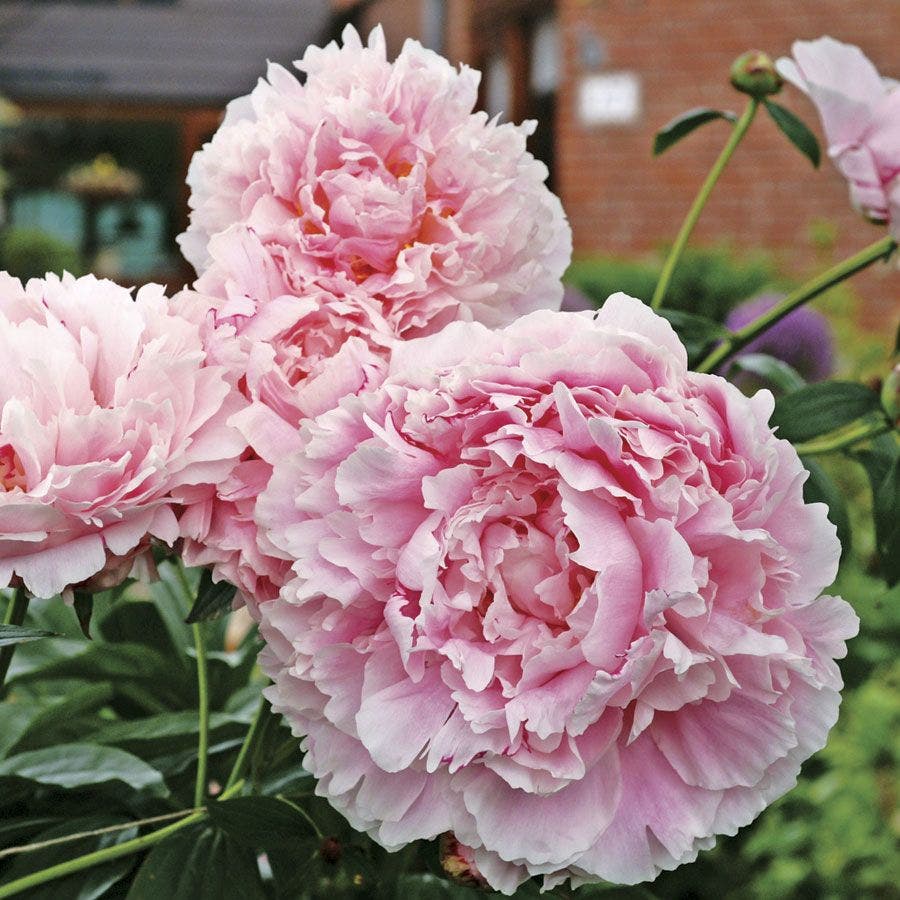 'Sarah Bernhardt' Peony