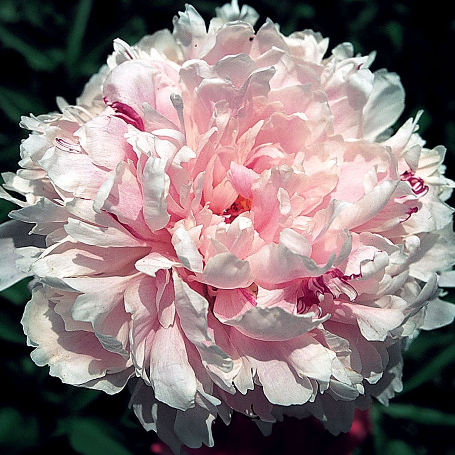 'Sarah Bernhardt' Peony
