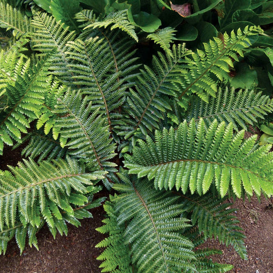 Tassel Fern