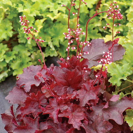 Heuchera 'Fire Chief'