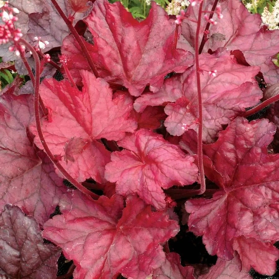 Heuchera 'Fire Chief'