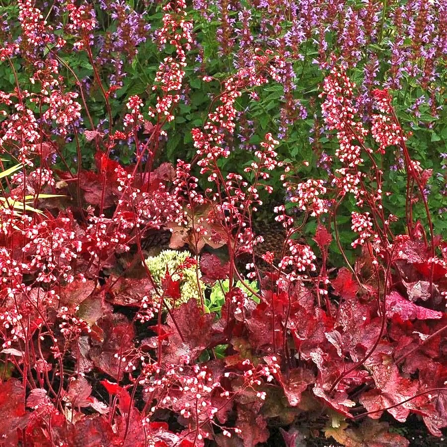 Heuchera 'Fire Chief'