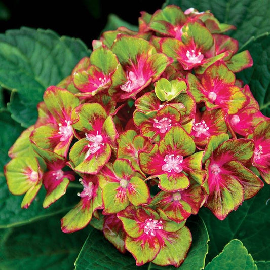 Hydrangea Next Generation® Pistachio