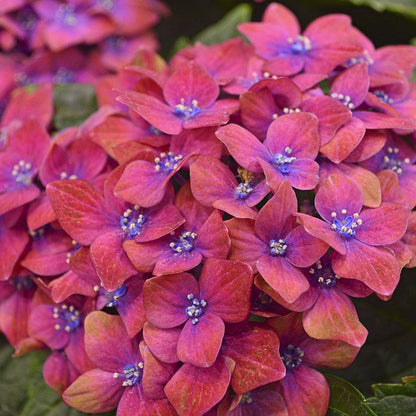 Hydrangea Next Generation® Pistachio