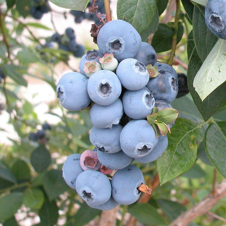 Vaccinium 'Sweetheart' Blueberry