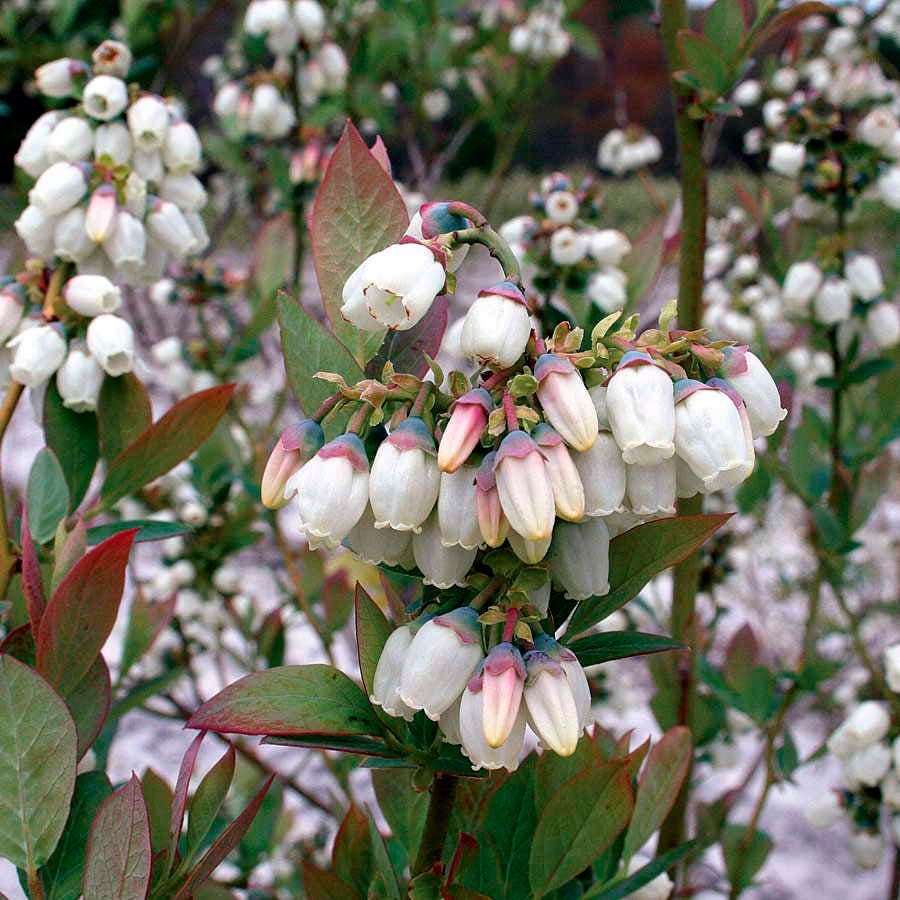 Vaccinium 'Sweetheart' Blueberry