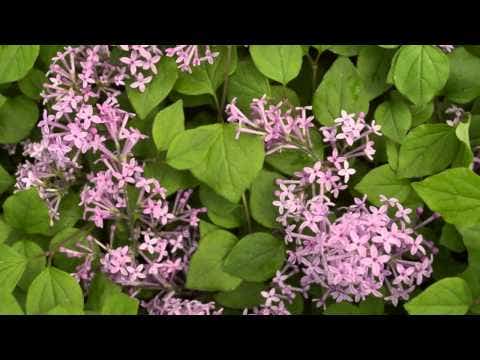 Syringa Bloomerang® Dark Purple