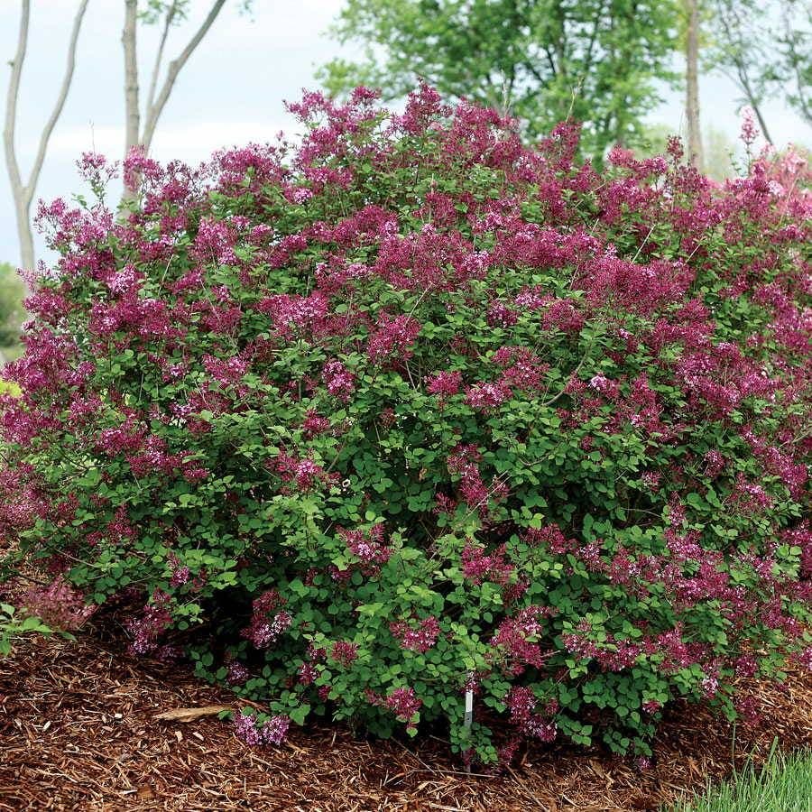 Syringa Bloomerang® Dark Purple