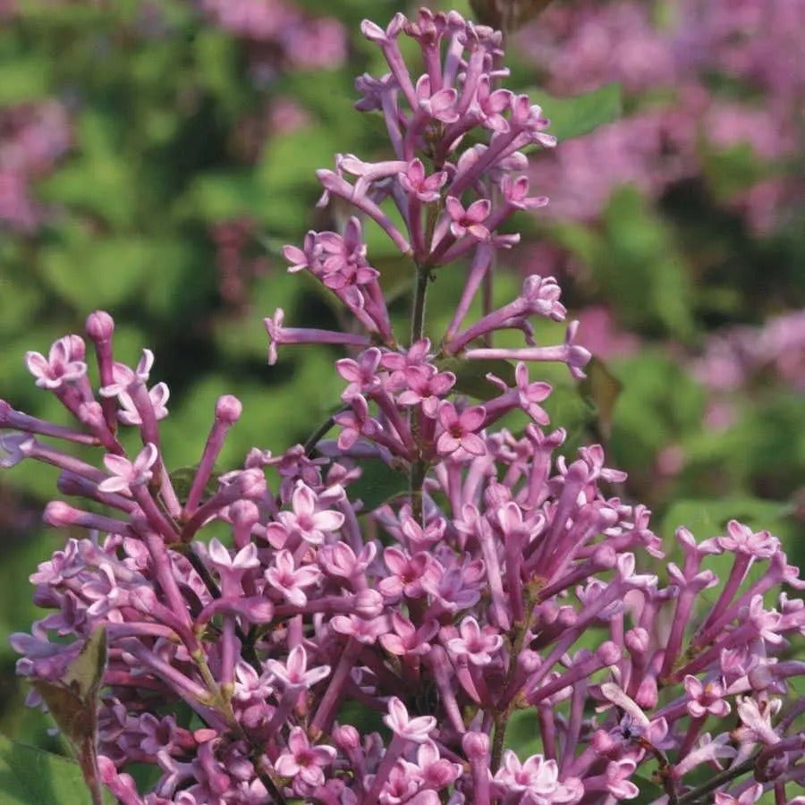 Syringa Bloomerang® Dark Purple
